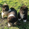 Akita Puppies