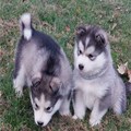 Alaskan Malamute Puppies