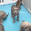 Amercian Pitt Bull Terrier Puppies
