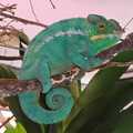 Huge selection of captive bred, hand raised panther chameleons