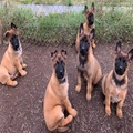 Belgian malinois Puppies