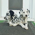 Dalmatian Puppies