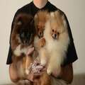 Miniature German Spitz - Pomeranian, puppies