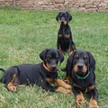 Doberman Puppies
