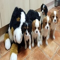 Cavalier King Charles puppies