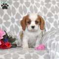 Cavalier King Charles Spaniel puppies for sale