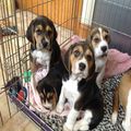 Beautiful Beagle Puppies for sale