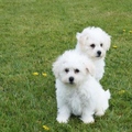 Bichon Frise Puppies