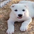 Central Asian Shepherd - Alabai, purebred puppies
