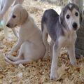 Saluki puppies for sale