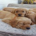 Golden retriever puppies for sell