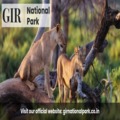 Gir National Park Safari for Gir Asiatic Lions