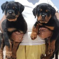 Cachorros De Rottweiler