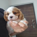 Pedigree Cavalier King Charles Spaniel Puppies for sale