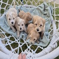 Maltipoo puppies