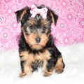 3 handsome Yorkie-Poo