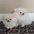 Pomeranians, beautiful puppies