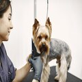 Mobile Dog Grooming in Miami