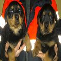 Rottweiller pups For Sale