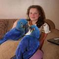Hyacinth Macaw Parrot For Rehoming