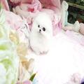 Adorable Teacup Pomeranian Puppies for sale
