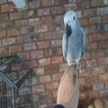 Male And Female African Grey Parrots For Sale