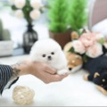 Bear Face Teacup Pomeranian Puppies for sale