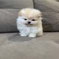 Healthy little Gorgeous Pomeranian Puppies available to good homes.