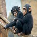 Cute Chimpanzee Babies for Sale