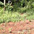 Residential Land In Trichur, India (ref. 30516302)