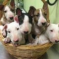 Amazing Bull terrier Puppies