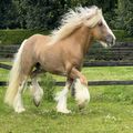 Available Fancy Elite Stallion Cob Horse For sale