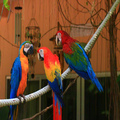 Male and female blue and gold macaw parrots