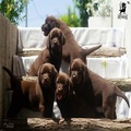 Chocolate Labrador Retriever puppies