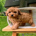 Toy Poodle Puppies