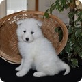 Samoyed Puppies for sale