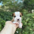 American Staffordshire Terrier puppies of superior origin