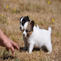 Aboustly Stunning Papillon Puppies