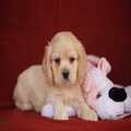 Registered Cocker Spaniel Puppies for sale
