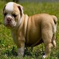 Male and Female Cute Adorable English Bulldog Puppies Ready