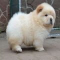 Well trained chow chow puppies that are home raised