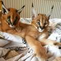F1 - F3 savannah and Serval available