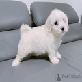 Bichon frise Puppies