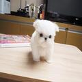 Cutty male and female Pure white Maltese puppies.