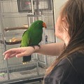 Hand reared Eclectus parrots available for new homes.