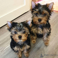 Yorkie Pups