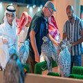 Species of Falcons for Sale hunting Falcon