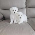 Maltese Puppies