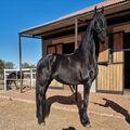 Friesian Horse Studbook Mare For Sale