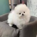 Outstanding Teacup Pomeranian Puppies for sale